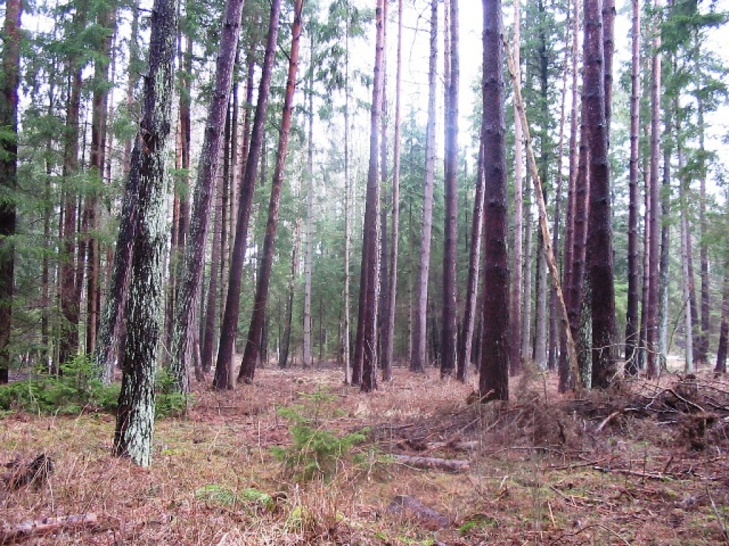 Fotoattēlam ilustratīva nozīme.
Autors: www.dabasfonds.lv