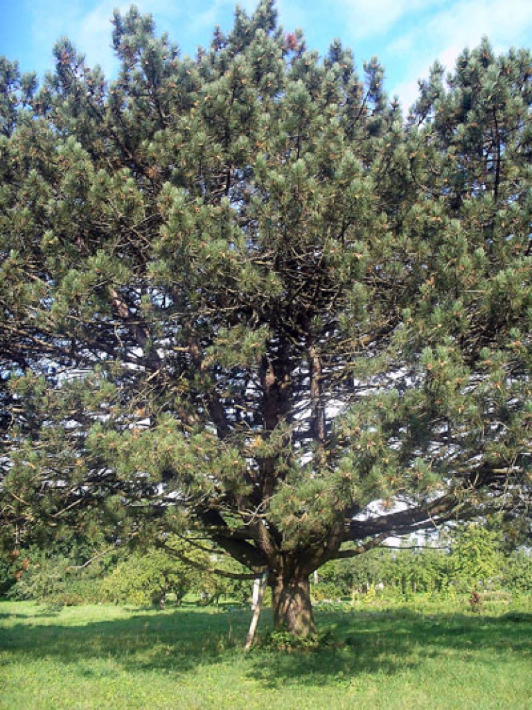 Melnā priede Codes pagastā.
Autors: Aivars Legzdiņš