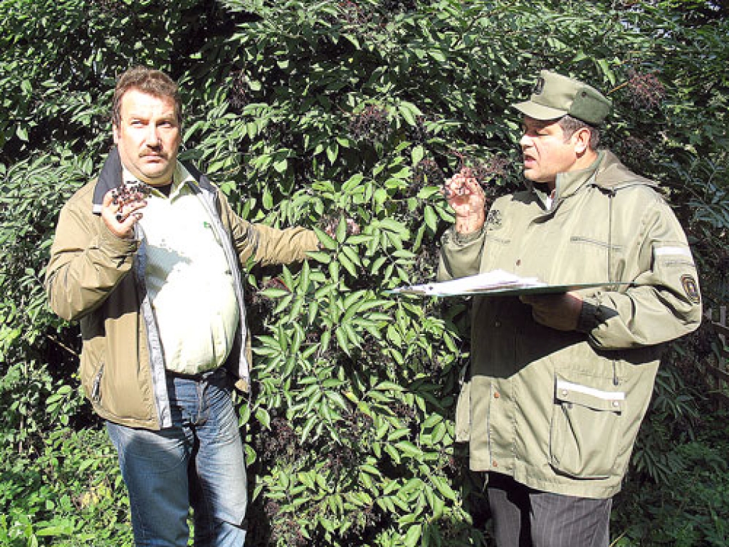 Melnās plūškoka ogas izmanto pārtikā. No tām var gatavot uzputeņus, teic dendrologs Andrejs Svilāns (no kreisās). 
Autors: Vilnis Auzāns