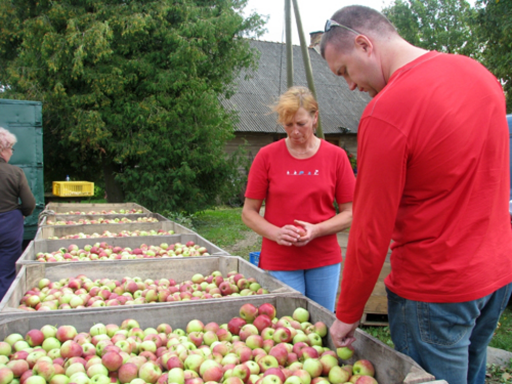 Lielajos konteineros salasītos ābolus šķiro, un tikai tad tie dodas ceļā pie patērētājiem. Ceraukstes pagasta zemnieku saimniecības «Ābelītes ZS» pārvaldnieks Lauris Mednis un agronome Maruta Baumane vislabāk zina, cik pamatīgs un precīzs darbs nepieciešams, lai rudenī vāktu labu ražu. 
Autors: Ivars Bogdanovs