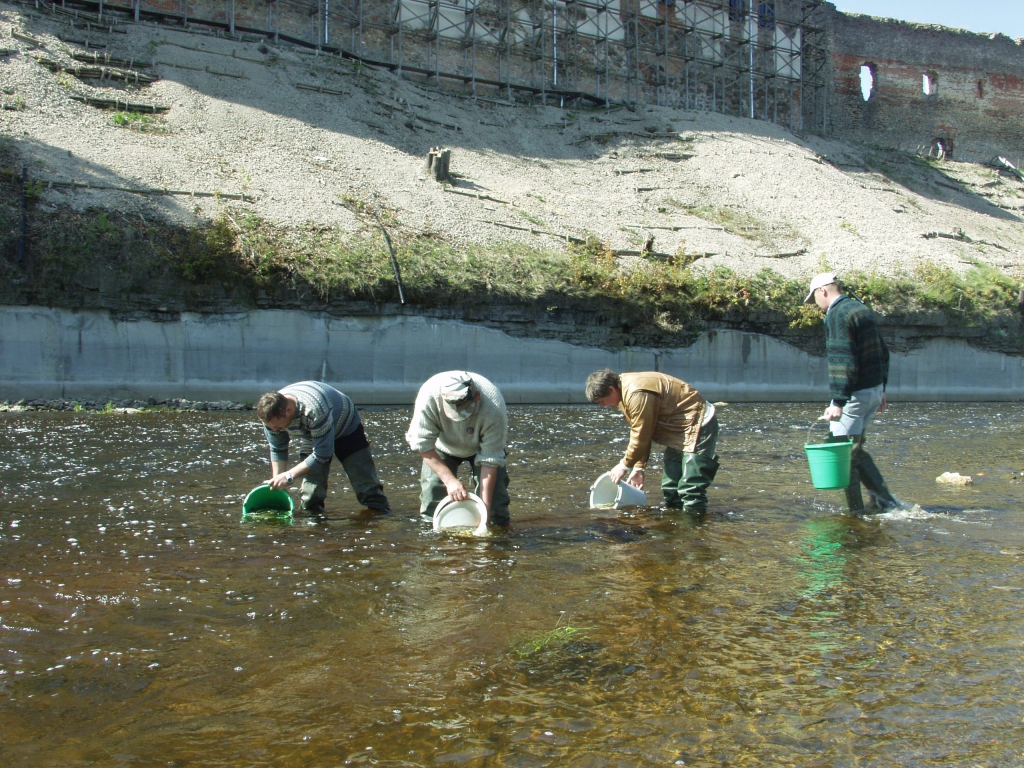 Pērn lašu mazuļi tika ielaisti Mēmelē pie Bauskas.
Autors: No «Bauskas Dzīves» arhīva.