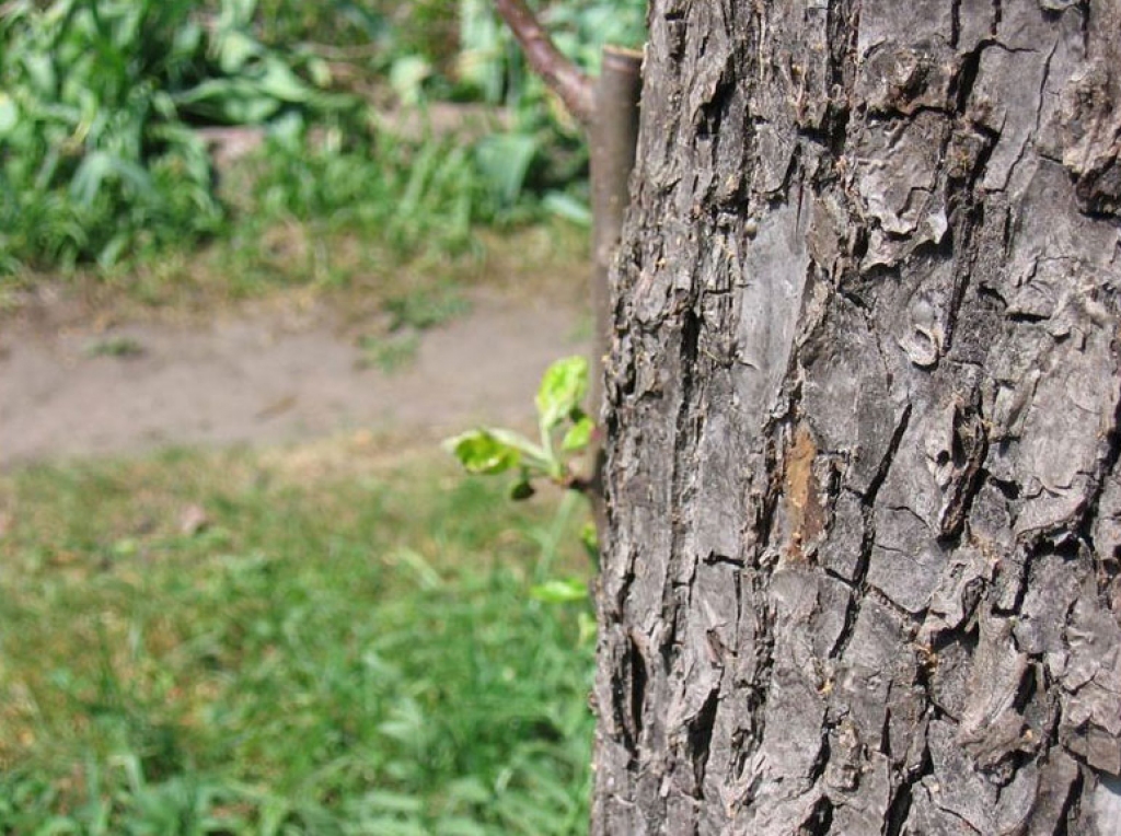 Attēlam ir ilustratīva nozīme.
Autors: i50.photobucket.com