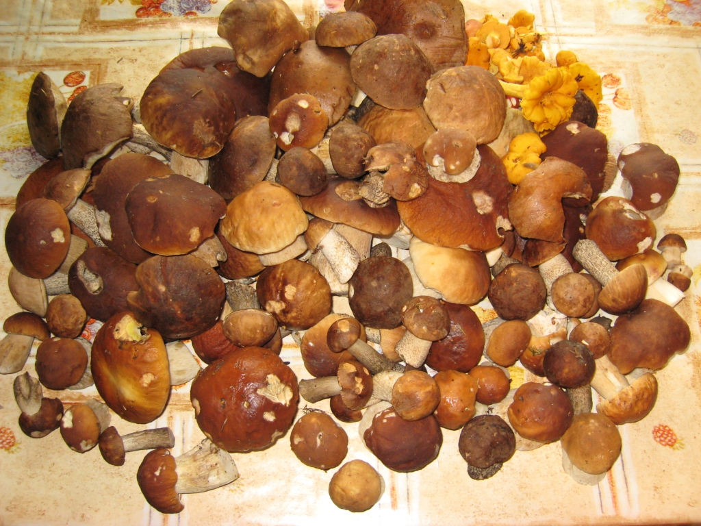 Bārbeles mežā salasītās baravikas.
Autors: Kaspars Dreijers