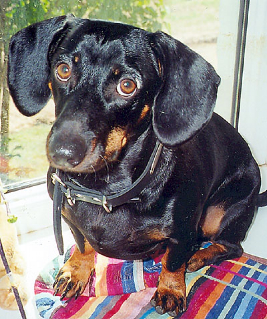 Izglābtais sunītis.