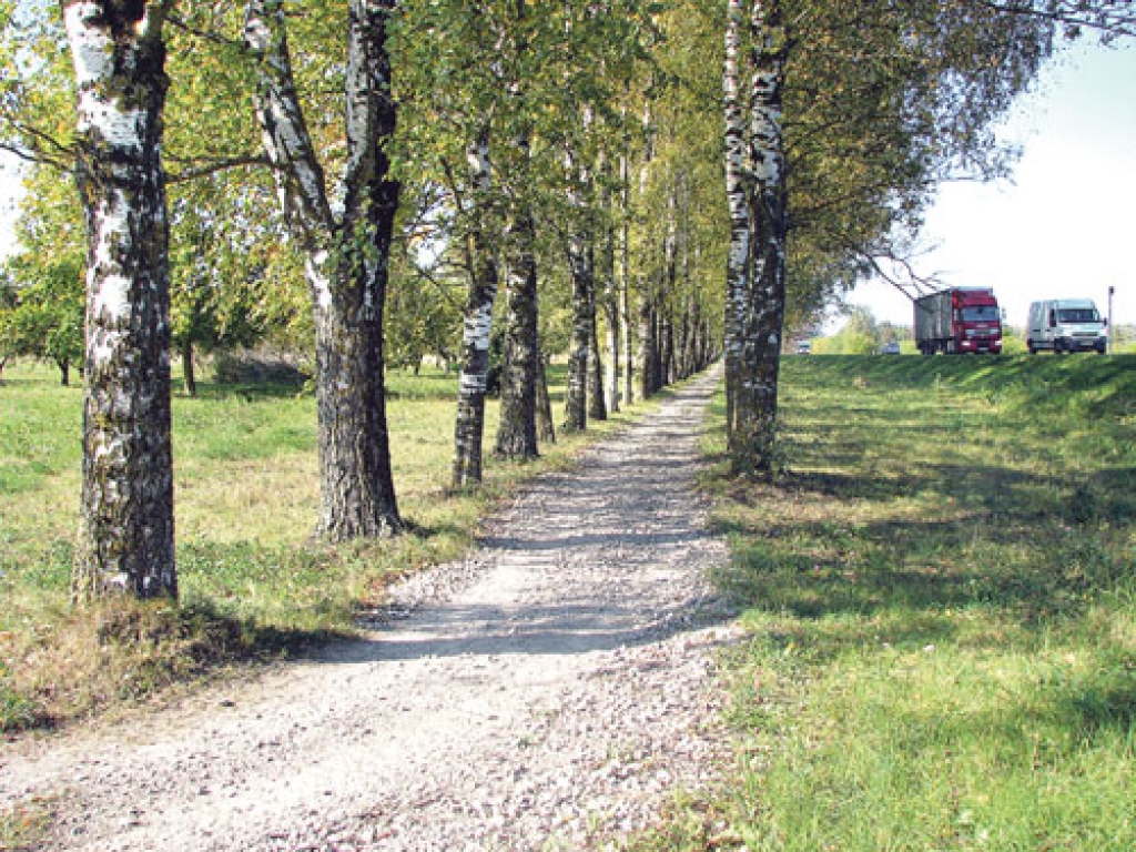 Stādītu bērzu aleja Ceraukstē pie šosejas.