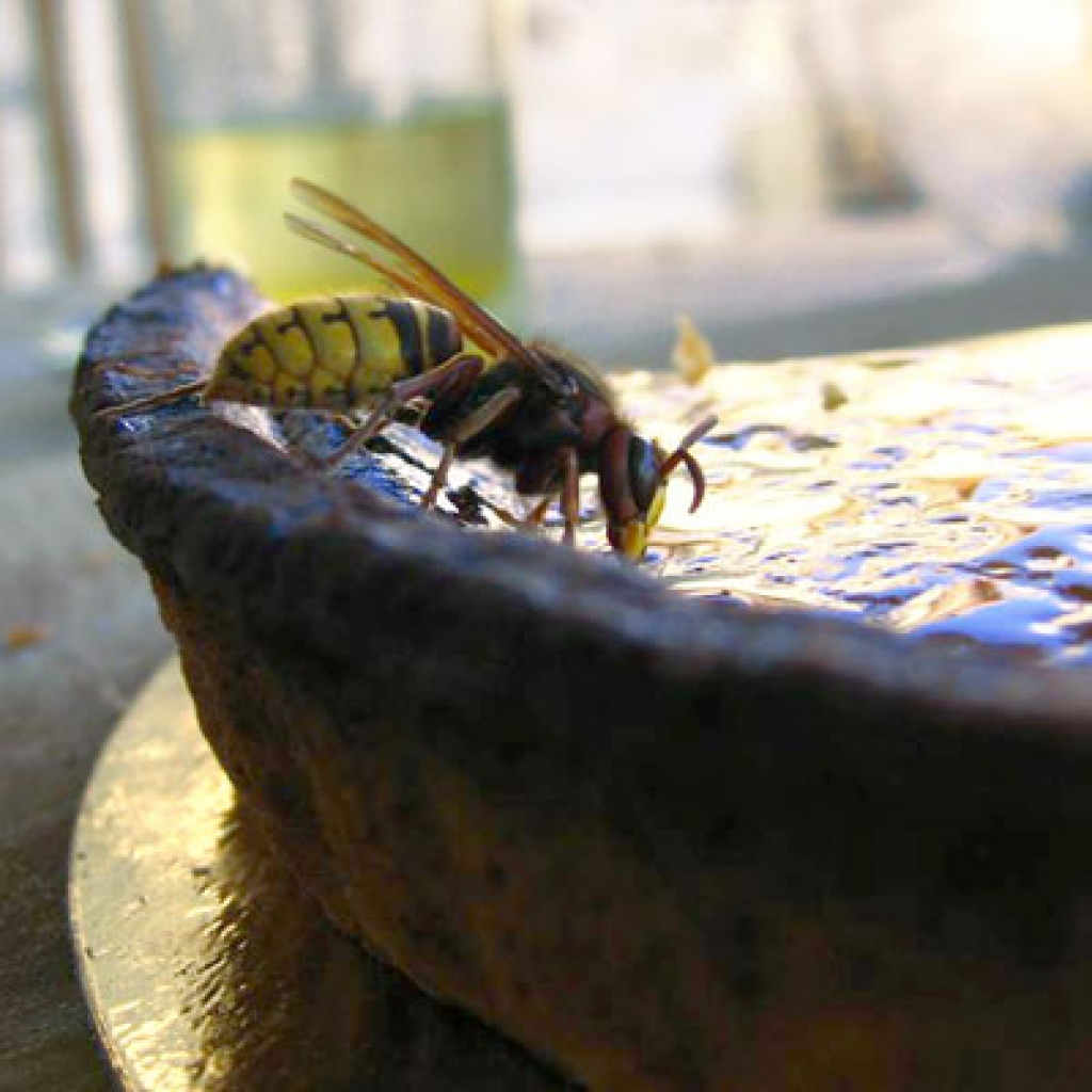 Lapsenes pievilina saldumi. Tādēļ vispirms jāpārliecinās, vai kāda jau nesēž uz kūkas gabaliņa.