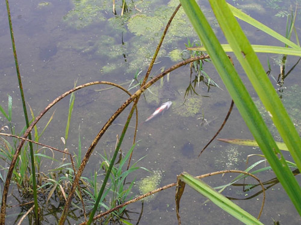 Arī ūdenī var ieraudzīt nobeigušās zivtiņas.
Autors: Bauskas rajona vides inspektoru foto 