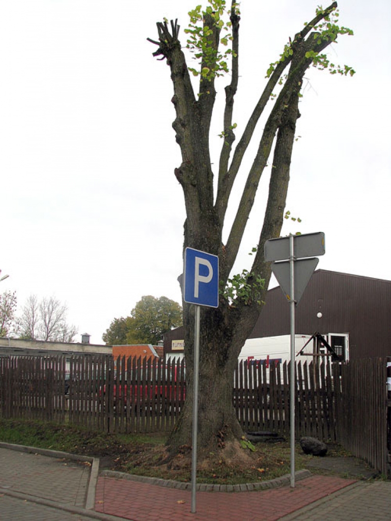 Apzāģētā liepa pie Bauskas vecā tirgus.
Autors: Juris Iļņickis