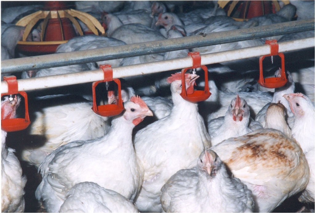 Fotoattēlam ilustratīva nozīme.
Autors: www.balticovo.lv