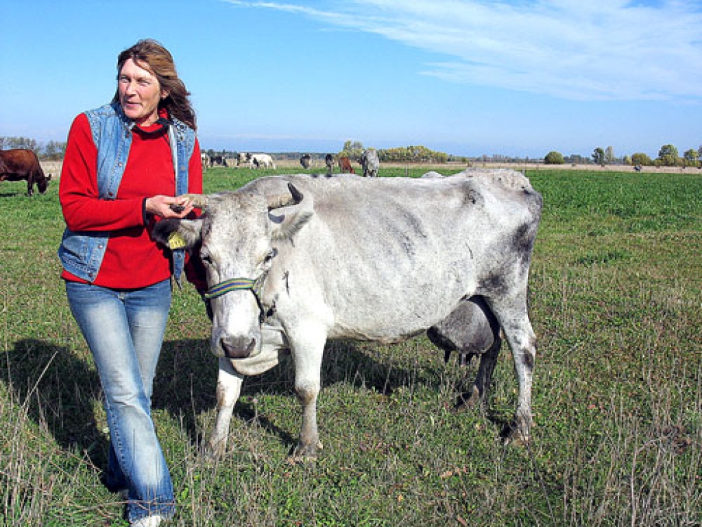 Svitenes pagasta zemnieku saimniecībā «Sveņķi» zilās govis ir īpašas mīlules, un ganāmpulka saimniece Daiga Šimkevica vecāko ragaini salīdzina ar pelēku jūrmalas sieviņu.
Autors: Vilnis Auzāns