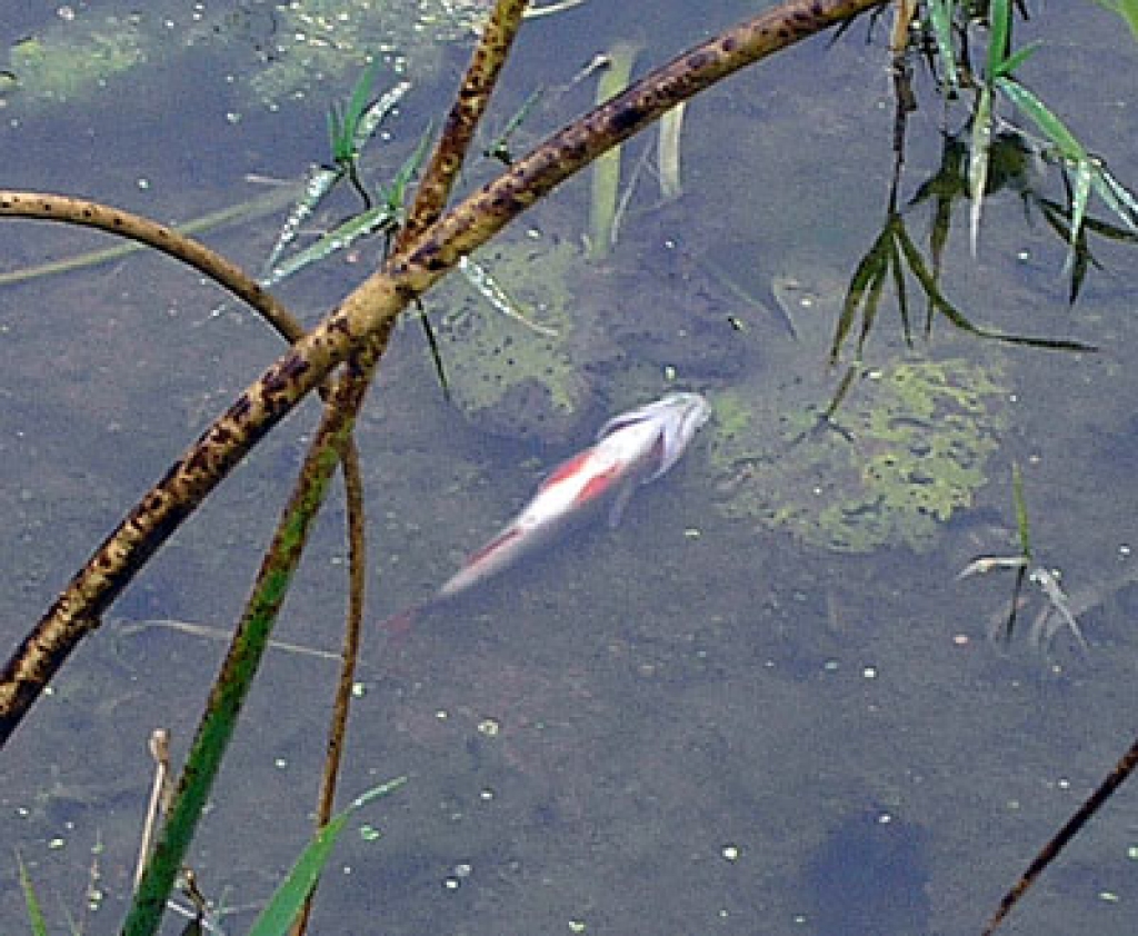 Ūdenī var ieraudzīt nobeigušās zivtiņas.