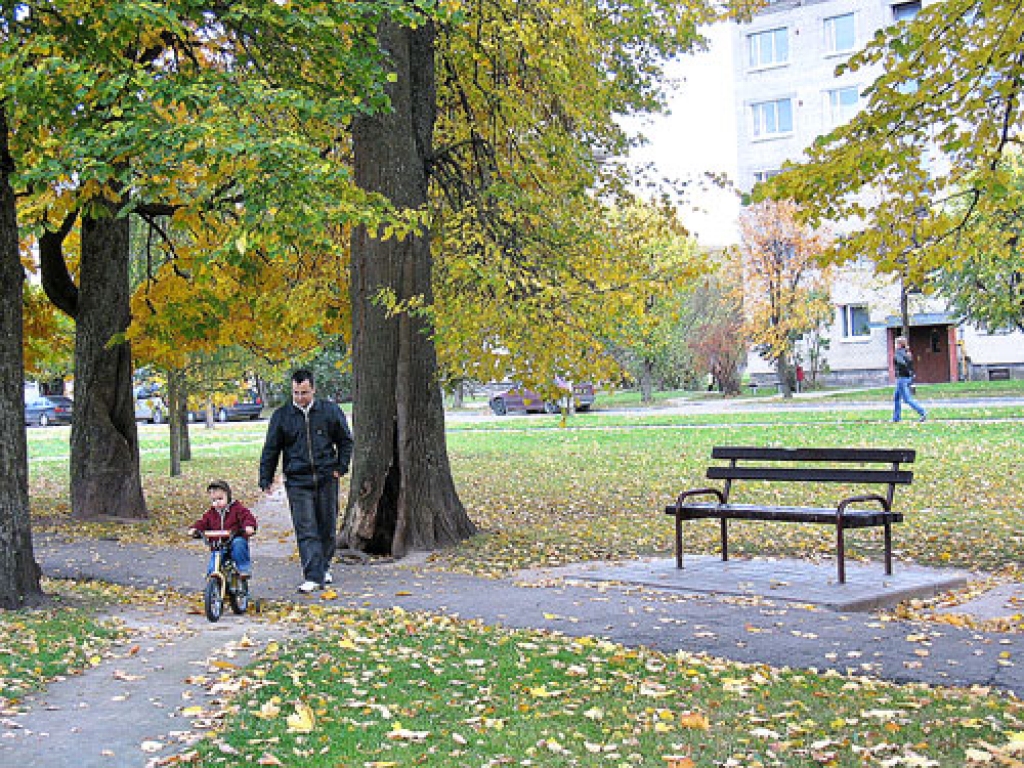 Acīmredzot šiem diviem kokiem Korfa dārzā Bauskā rīt, 16. oktobrī, būs lemts krist no zāģa zobiem.