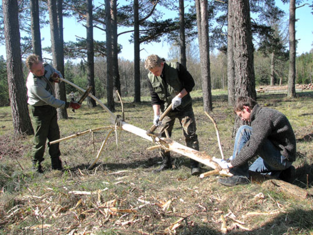 Atbalstu iespējams saņemt arī pēc meža atjaunošanas, kad ir izcirsti mazvērtīgi koki.