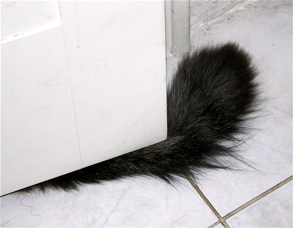 Fotoattēlam ilustratīva nozīme.
Autors: www.mchenrycountyblog.com