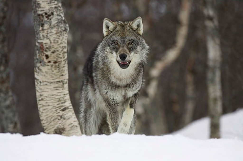 Fotoattēlam ilustratīva nozīme.
Autors: www.itsnature.org