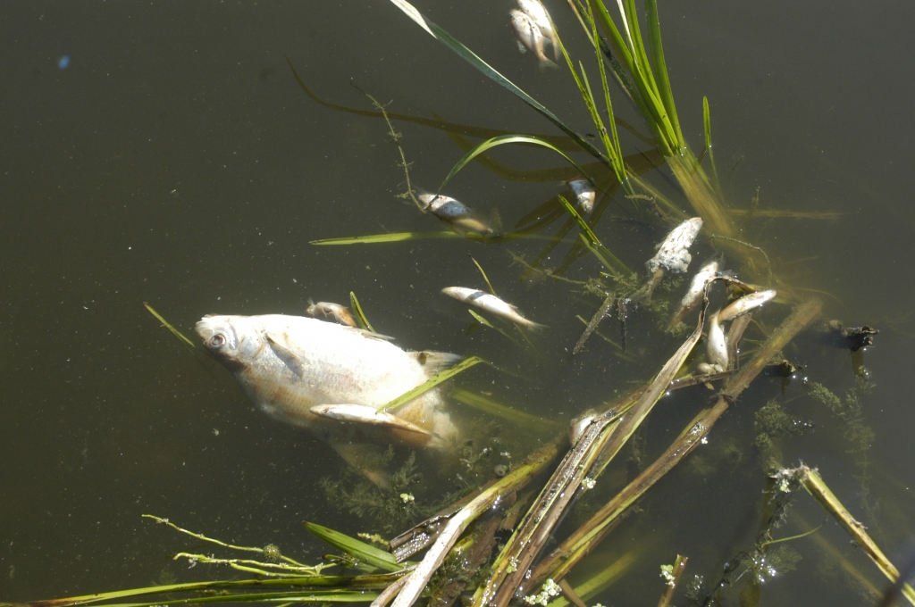 Pirms vairākām nedēļām nenoskaidrotu iemeslu dēļ Mūsas upē Gailīšu pagastā tika atrastas beigtas zivis – galvenokārt asari. 
Autors: No «Bauskas Dzīves» arhīva.