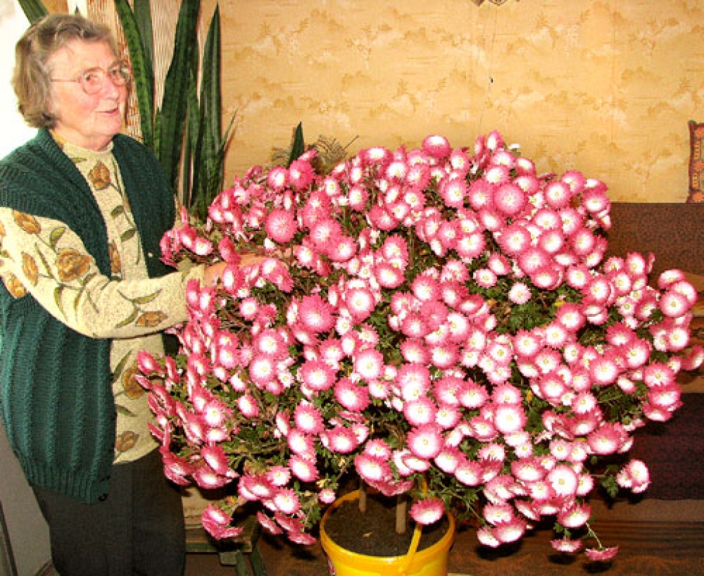 Vizma Garā priecājas par neparasto mārtiņrozi.
Autors: Juris Iļņickis