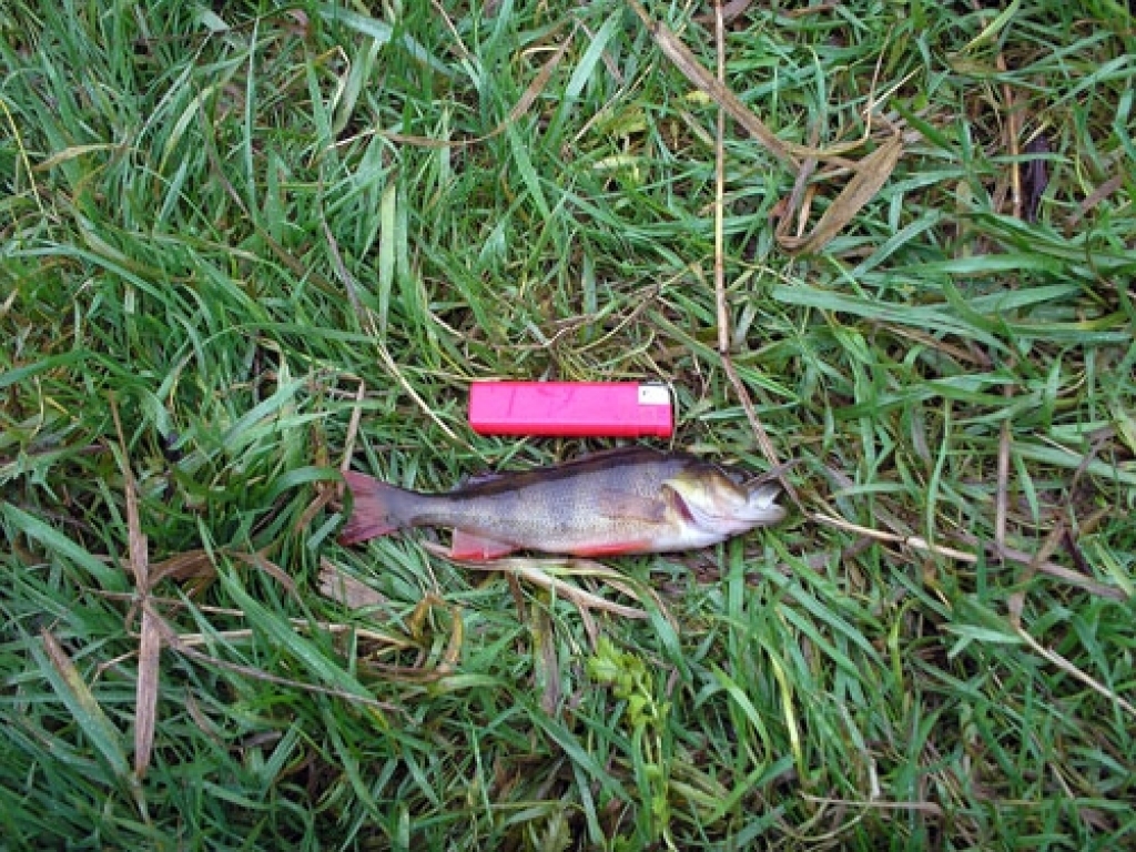 Beigts asaris.
Autors: Bauskas rajona vides inspektoru foto.