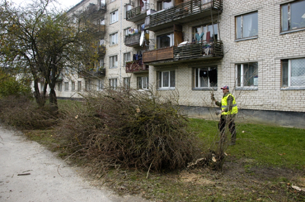 Ceriņu audze Dārza ielas 22. mājas pagalma pusē ir pamatīgi izretināta. Troksnis, putekļi no līdzās esošā mašīnu stāvlaukuma nu brīvi varēs traukties uz dzīvokļiem. 
Autors: Ivars Bogdanovs