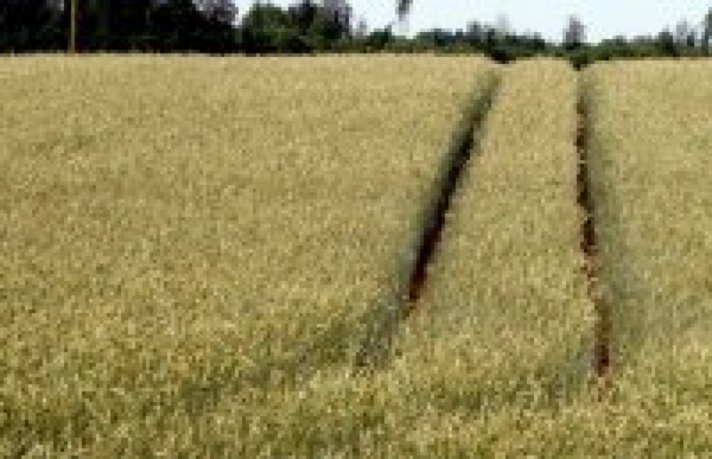 Fotoattēlam ilustratīva nozīme.
Autors: www.agropols.lv