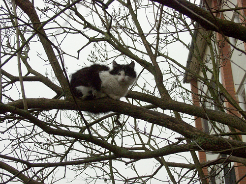Mūsu mazos brāļus, dzīvniekus, no cilvēku vardarbības sargā arī likums. Par dzīvnieku spīdzināšanu var nonākt pat cietumā uz četriem gadiem. 
Autors: Ivars Bogdanovs