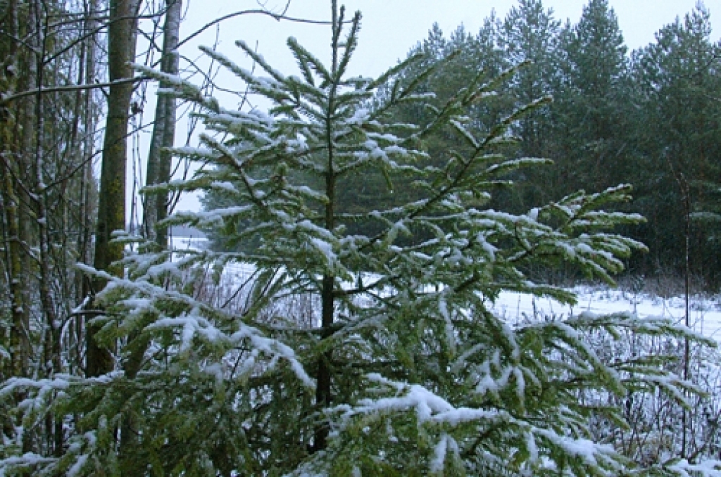 Autors: No «Bauskas Dzīves» arhīva.