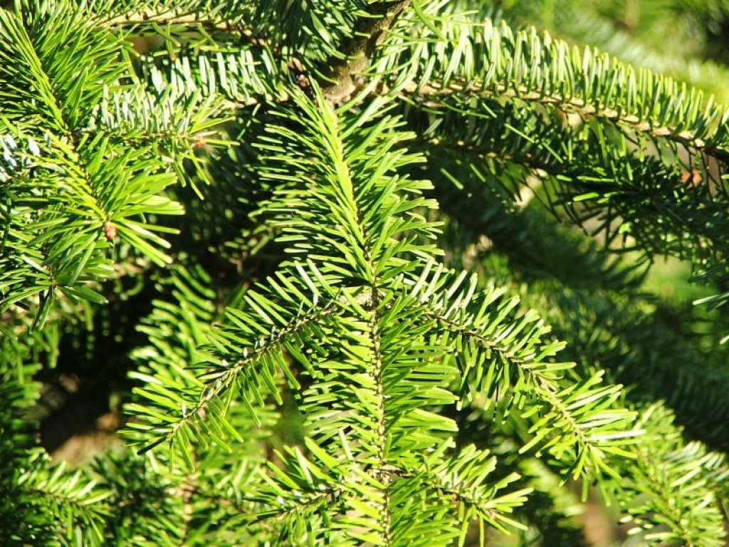 Fotoattēlam ilustratīva nozīme.
Autors: www.poga.lv