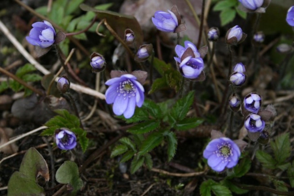 Autors: www.delfi.lv