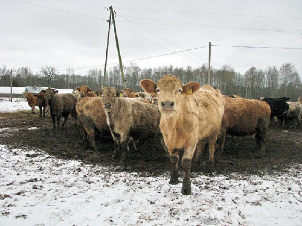 Vecumnieku pagasta zemnieku saimniecība «Madaras» paralēli piena lopkopībai attīsta arī gaļas liellopu audzēšanu. Dzīvniekus nebiedē sals un sniegs. Īpašā laukumā tiem ierīkota dzirdināšana ar siltu ūdeni, barotava un nojume, kur pārnakšņot un patverties no auksta vēja. 
Autors: Juris Iļņickis