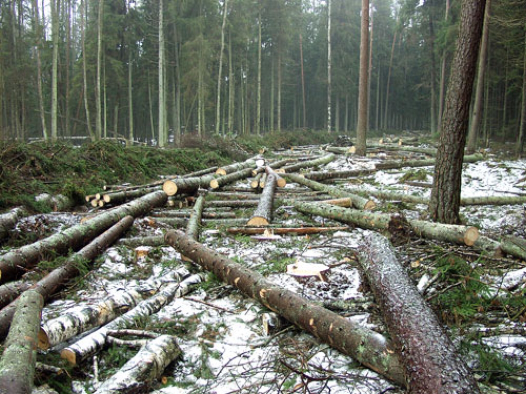 Mežizstrādes apjoms privātajās platībās ir apsīcis, toties valsts mežos – strauji palielinājies.
Autors: no «Bauskas Dzīves» arhīva