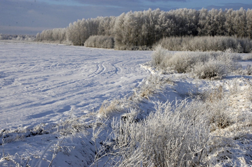 Lielais sals Bauskas rajona laukus, kokus un krūmus šodien ietērpis sarmā.
Autors: Ivars Bogdanovs