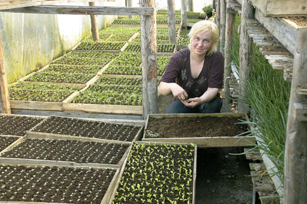 Ina Bogdanova strādā savā piemājas saimniecības siltumnīcā Codes pagastā. Daļa tās salikta divos stāvos. Drīz vienā plauktā stādīs jaunus sīpolus. 
Autors: Ivars Bogdanovs