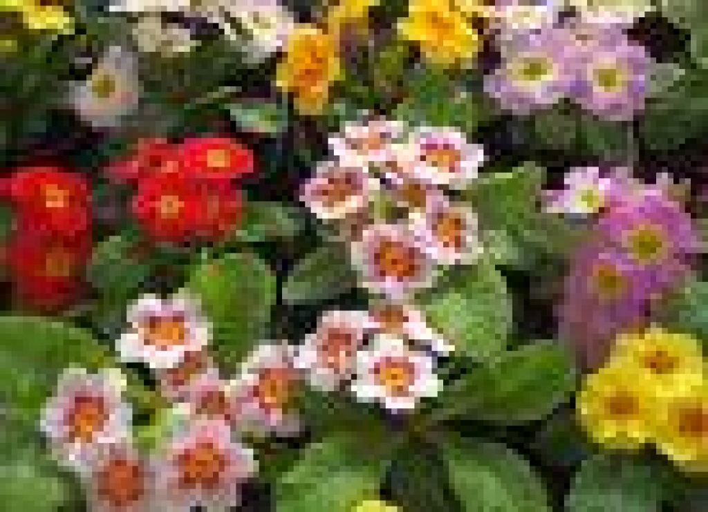 Pavasarīgi sveicieni visiem šonedēļ vārdadienā!
Autors: no www.la.lv