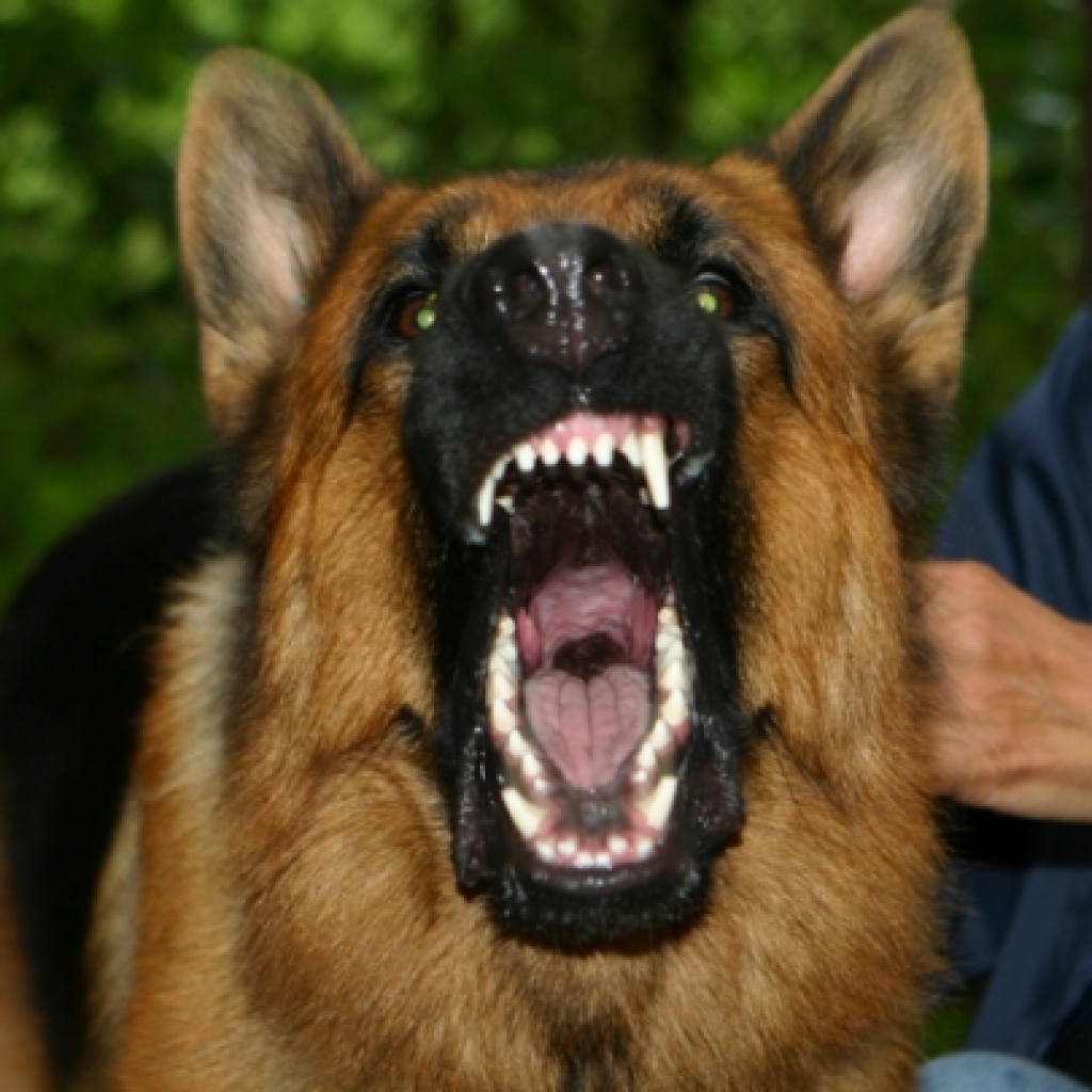 Attēlam ir ilustratīva nozīme.
Autors: www.ogresvestis.lv