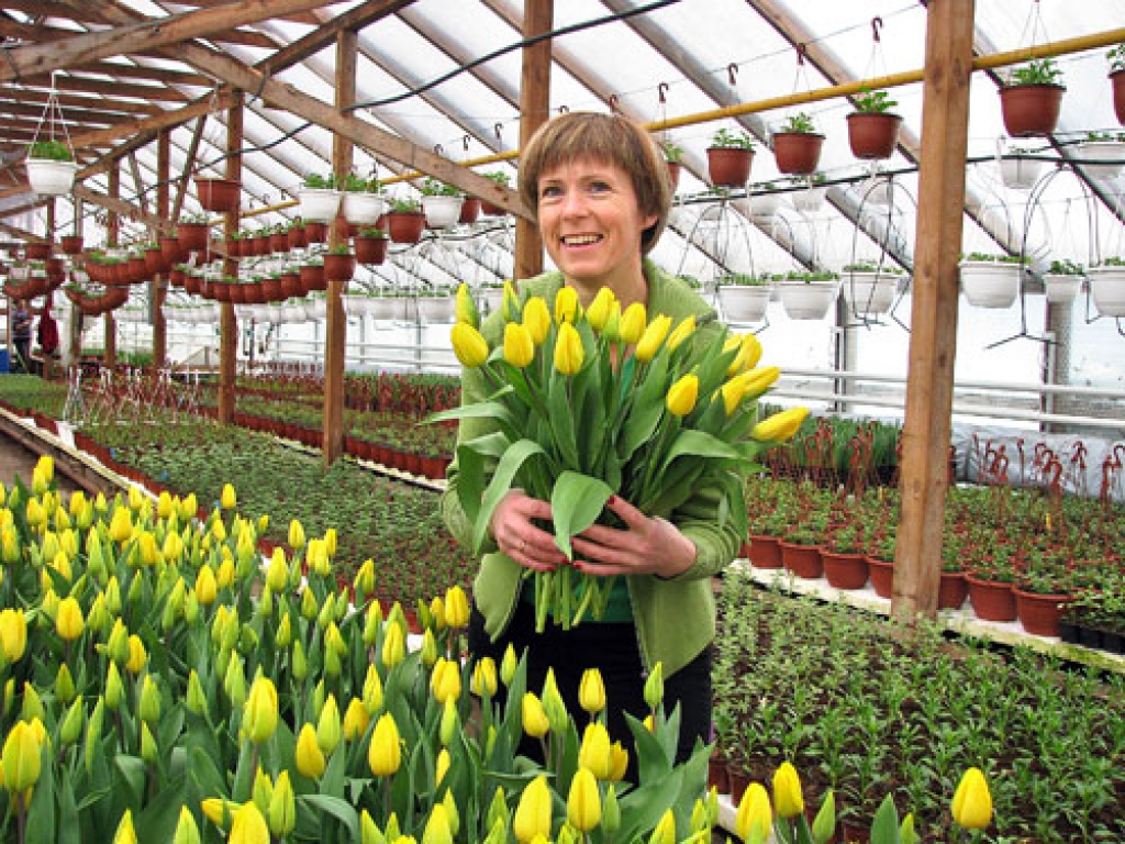 Dārzkopes Ingunas Smalas siltumnīcās pirmās tulpes uzzied jau pēc gadumijas.
Autors: Juris Iļņickis
