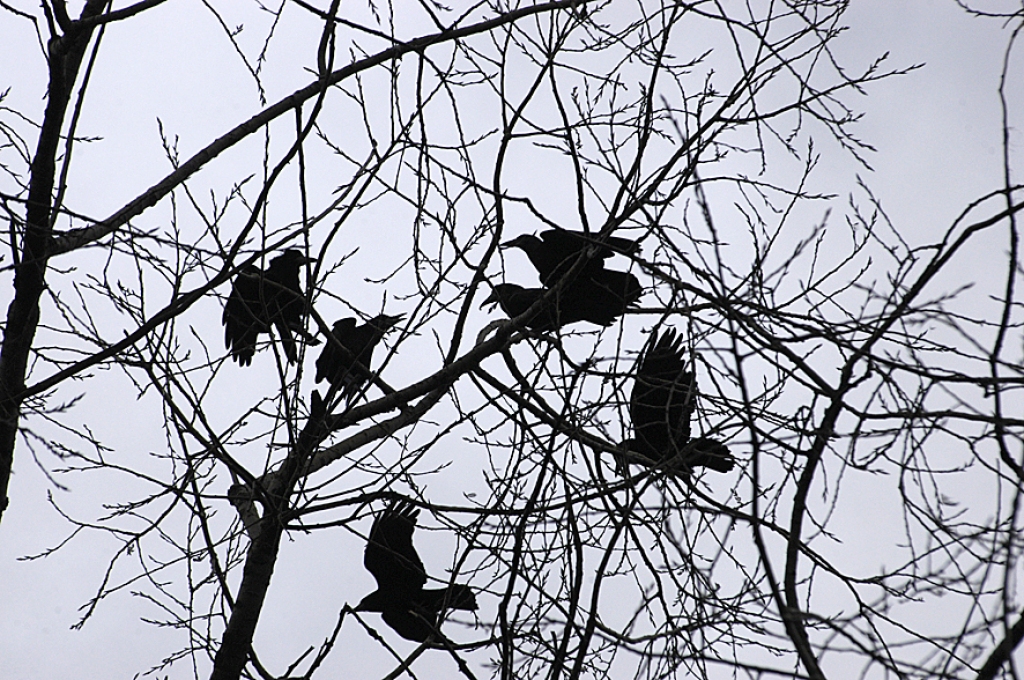 Autors: No «Bauskas Dzīves» arhīva.