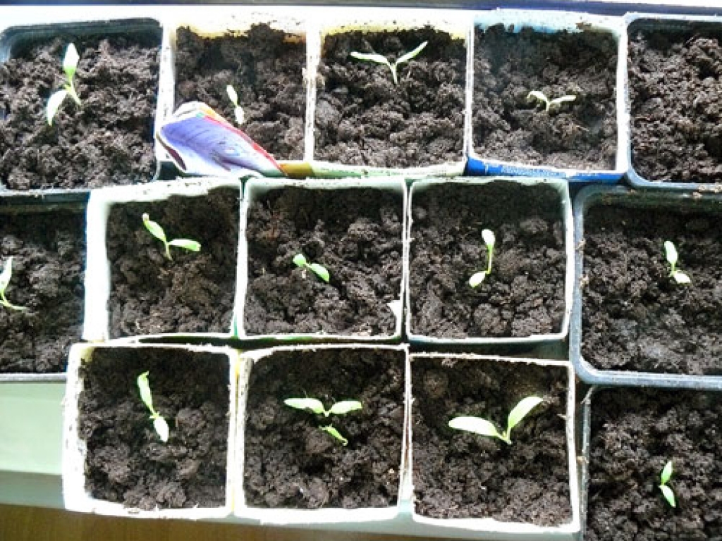 Tomātu stādiņi, kas sēti februāra vidū, jau izpiķēti, lai pieņemtos spēkā.