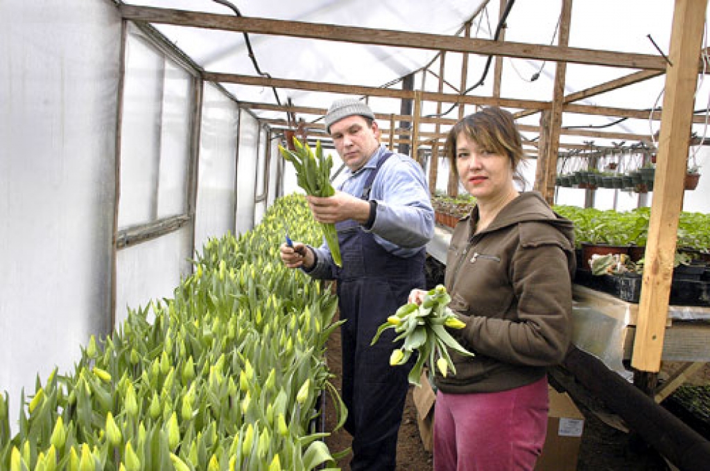 Piemājas saimniecībā «Miķeļi» augušās tulpes mīlētājus priecēja Valentīna dienā. Tagad Uldis un Kristīne Puķāni griež ziedus 8. marta svētkiem. 