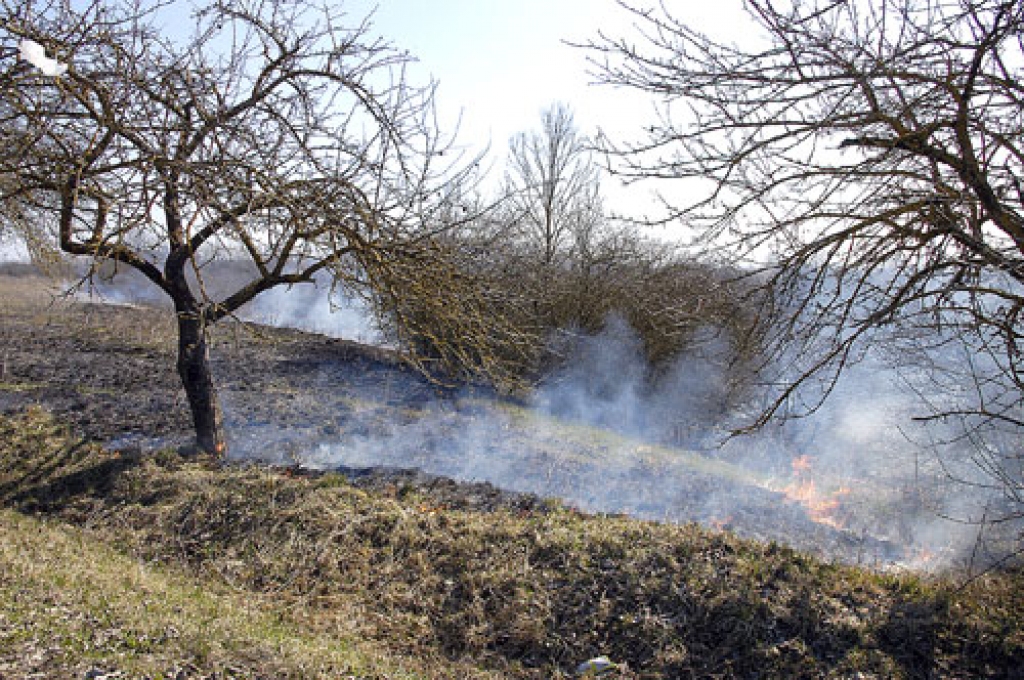 Liesmo lauks, kuram sērkociņu piešķīlis kāds neprātīgs pērnās zāles dedzinātājs. 
Autors: Ivars Bogdanovs