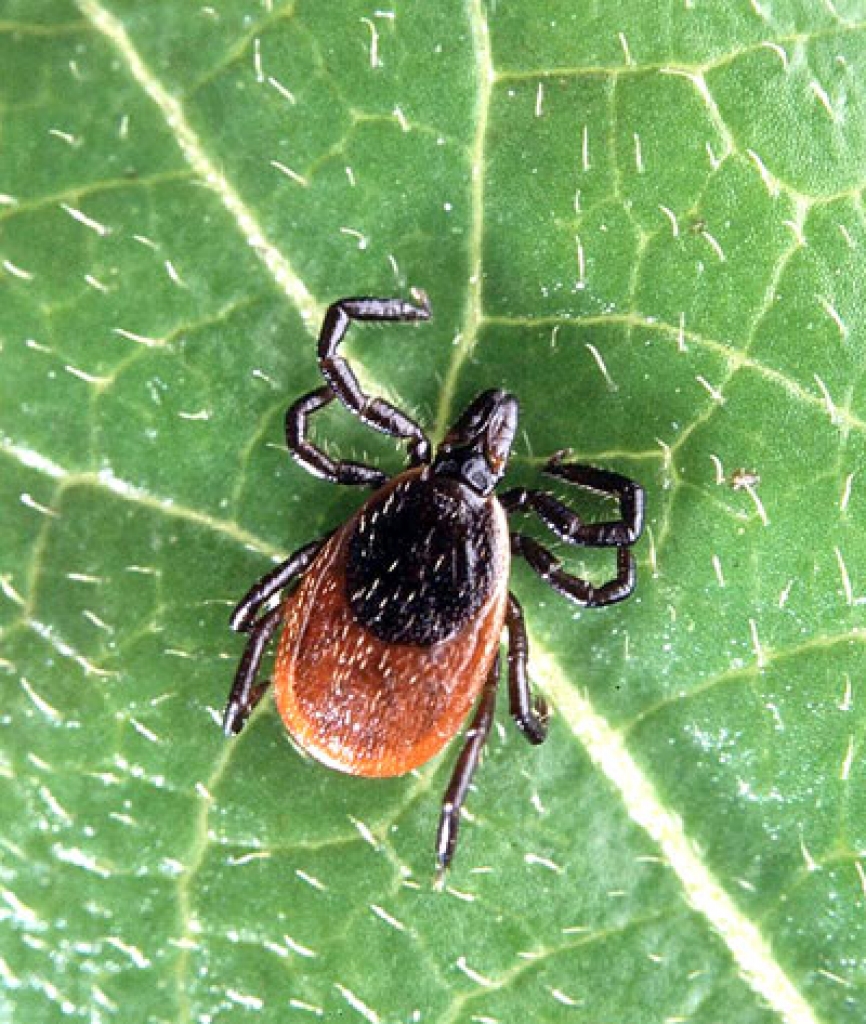 Autors: creative-commons-photo.com