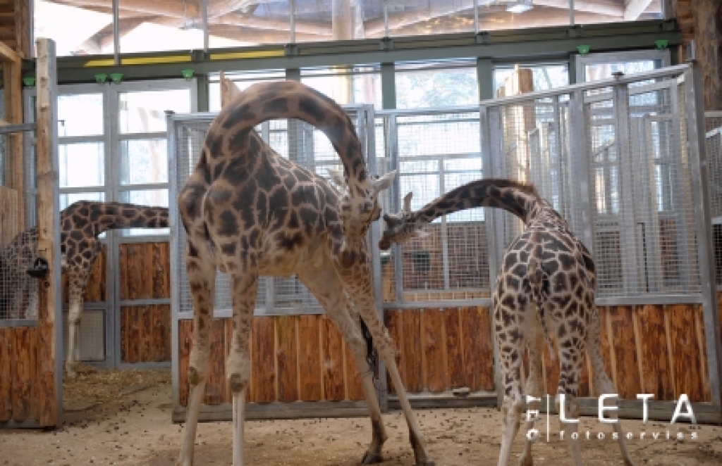 Žirafes Rīgas Zooloģiskajā dārzā.
Autors: LETA