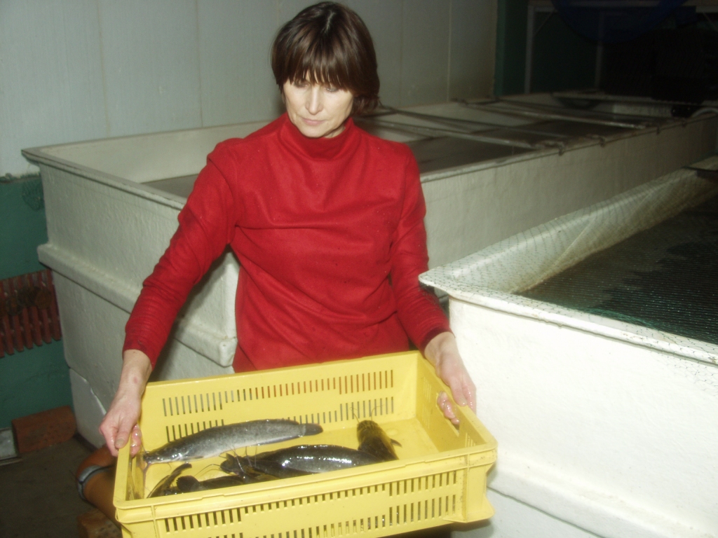 DIENVIDĀFRIKAS sami izauguši, kā paredzēts, līdz viena kilograma un 200 gramu smagumam. «Balticovo» izlaidis divas eksperimentālās partijas. Zivju cehā savulaik strādāja iecavniece Maija Kolosovska. 
Autors: No «Bauskas Dzīves» arhīva.