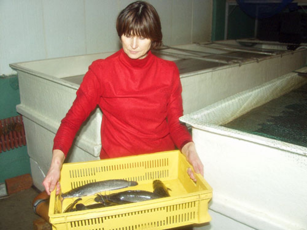 Dienvidāfrikas sami izauguši, kā paredzēts, līdz vienam kilogramam un 200 gramiem. «Balticovo» tirdzniecībā piedāvāja divas eksperimentālās šo zivju «paaudzes». Samu audzēšanā savulaik strādājusi iecavniece Maija Kolosovska.  