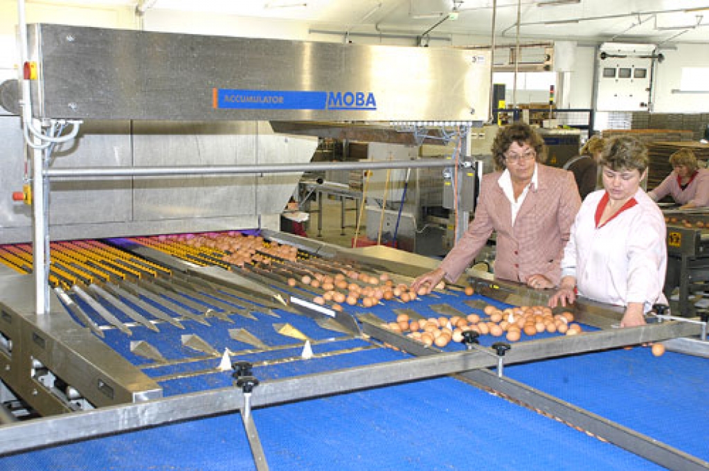 JAUNĀ olu skenēšanas un šķirošanas iekārta esot līdzīga vecajai, bet modernāka, papildināta ar automātisko atlasi. Robota darbību regulē datorprogramma, teic ceha vadītāja Lidija Kudapa (no kreisās). Operatore Zoja Deņisova jūtas droši pie jaunās ierīces. 