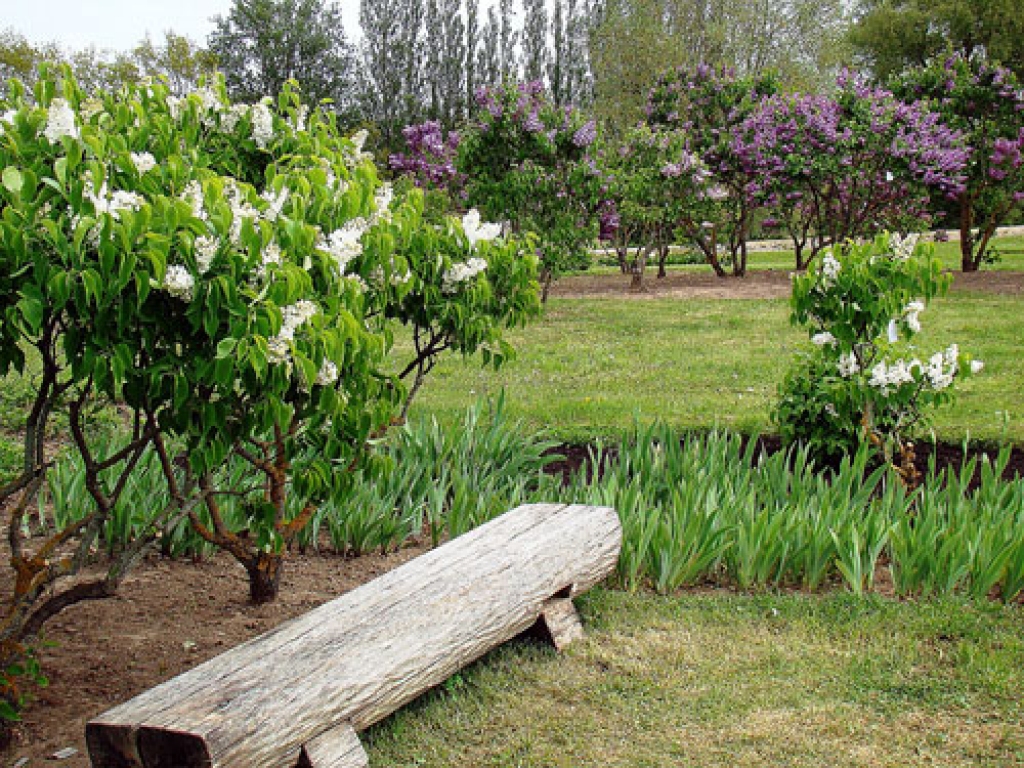 Ceriņu dārzs Dobelē
Autors: J. Kālis