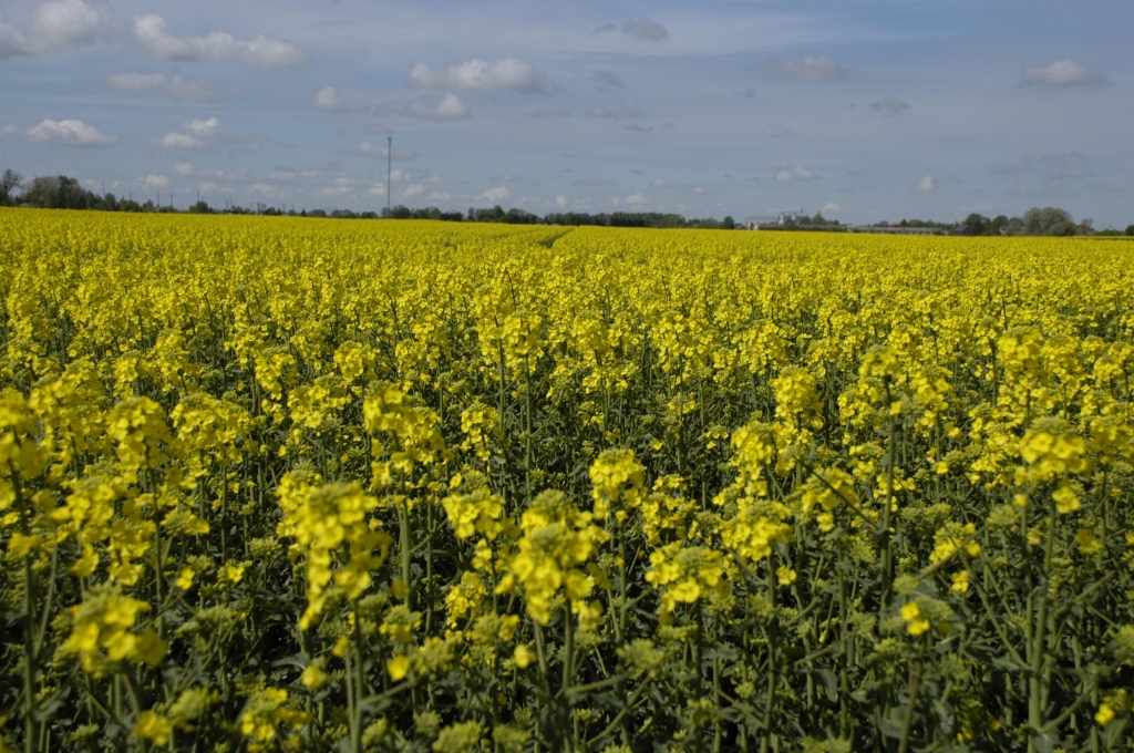 Ziemas rapši pilnos ziedos.
Autors: no «Bauskas Dzīves» arhīva