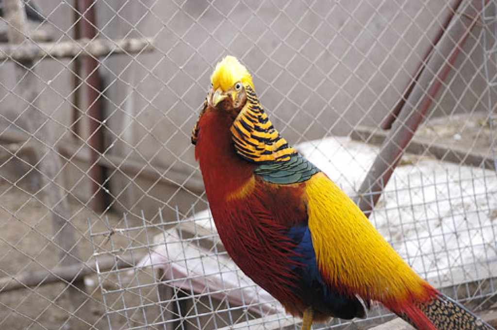 «Dobuļos» apskatāmi arī eksotiski putni.
Autors: no «Bauskas Dzīves» arhīva