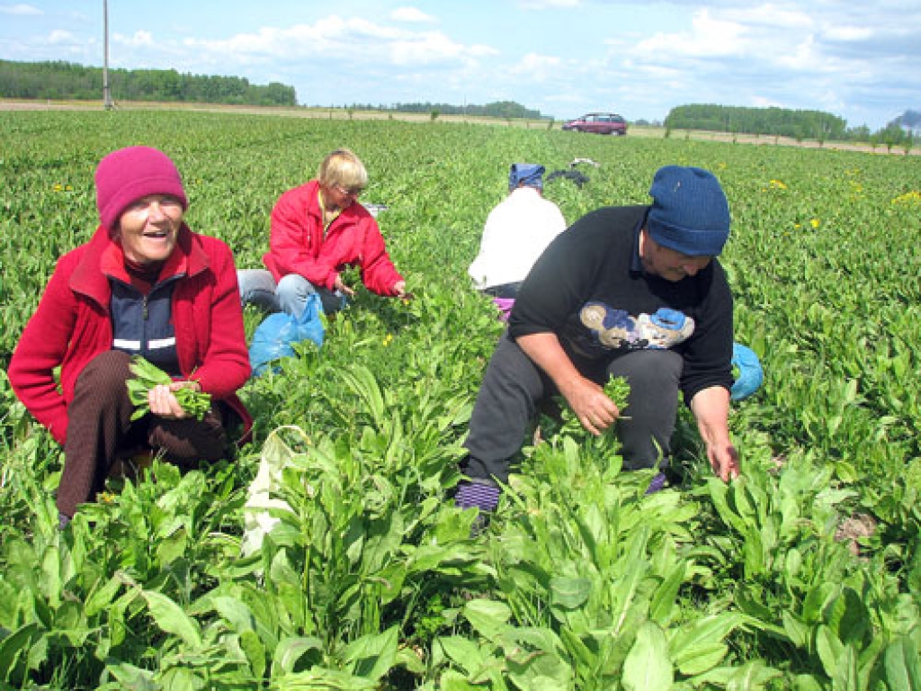 Skābenes ir dārzā pirmās, ko codietes Lienes Jaroško ģimene gatavo pārdošanai. 
Autors: Juris Iļņickis