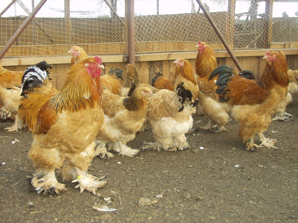 Mini zoo «Dobuļi» var aplūkot visplašāko dažādu šķirņu vistu kolekciju Latvijā, eksotiskos fazānus, krāšņos pāvus, tītarus, ekskluzīvus baložus, sprogainās zosis. Apmēram trīsdesmit šķirņu putnus, no kurām dažas ir vienīgās Latvijā. Saimniecībā var iepazīties ar eksotisko Vjetnamas melno lielvēdercūciņu Žaklīnu un viņas ģimeni, kā arī Vācu pundurcūciņu. Draiskajām Kamerūnas kaziņām un neganto āzīšu izdarībām. Saimniecībā var aplūkot dažādu šķirņu trušus, kā arī saimniecības lepnumu - ekskluzīvos lielos angora trušus. Tuvumā varat iepazīt mazās Šetlandes pundurponiju meitenes un spītīgo ēzelīti Mikiņu.
Autors: No «Bauskas Dzīves» arhīva.