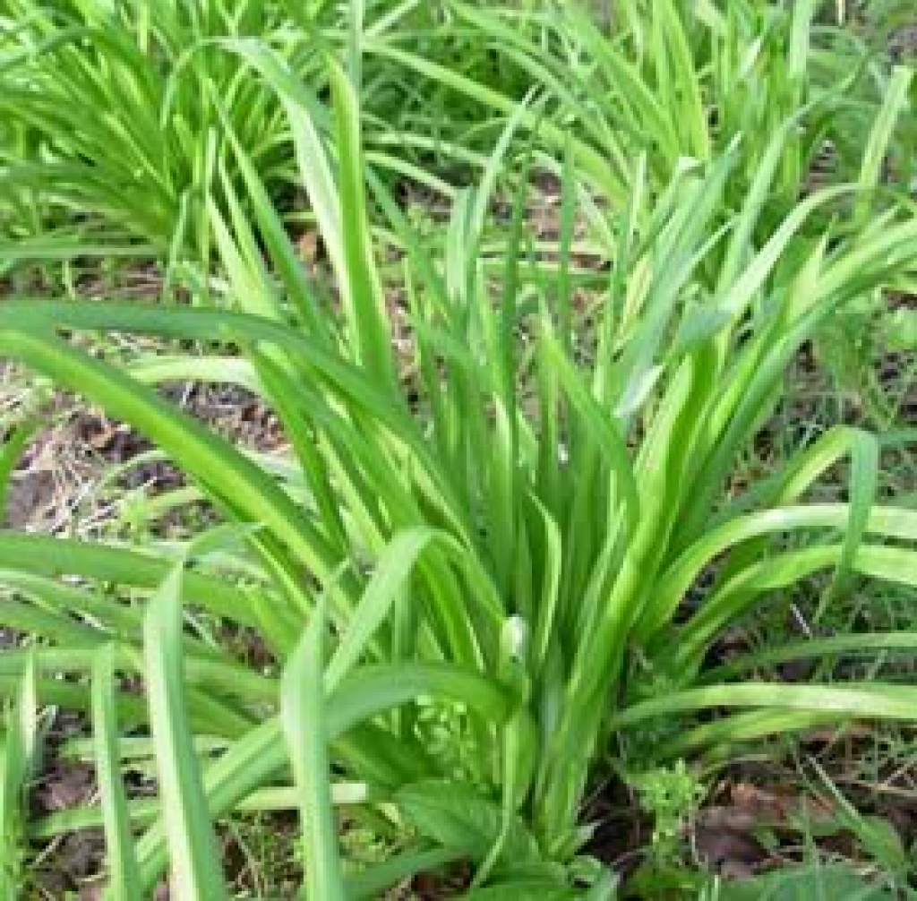 Lakši (savvaļas ķiploki, mežloki) savvaļā aug arī Bauskas rajonā.
Autors: www.rawrob.com